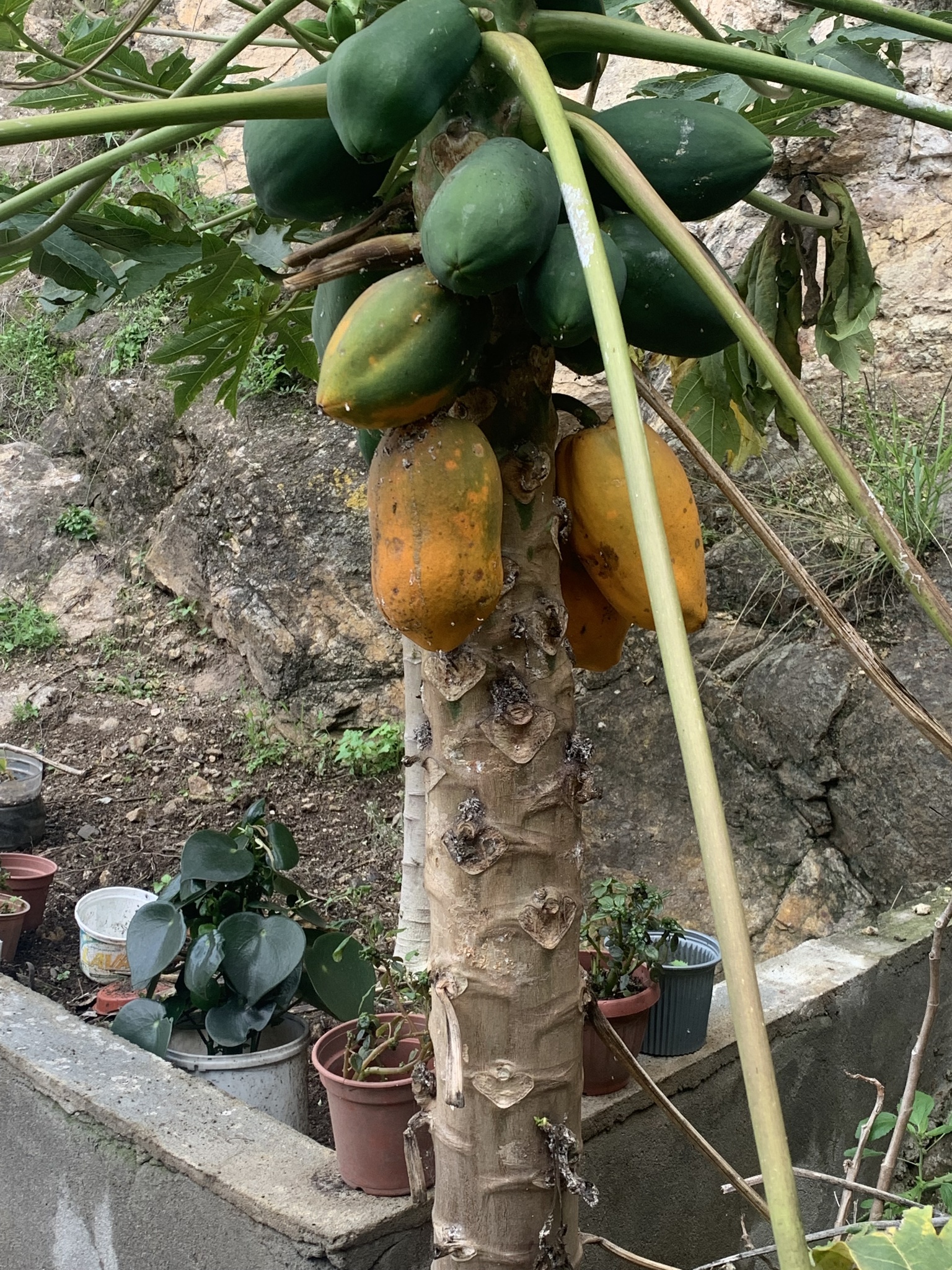 Carica papaya image