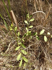 Synostemon hirtellus