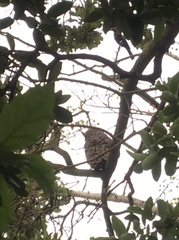 Bubo