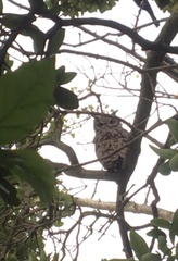Bubo