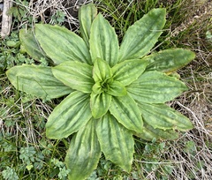 Plantago subnuda
