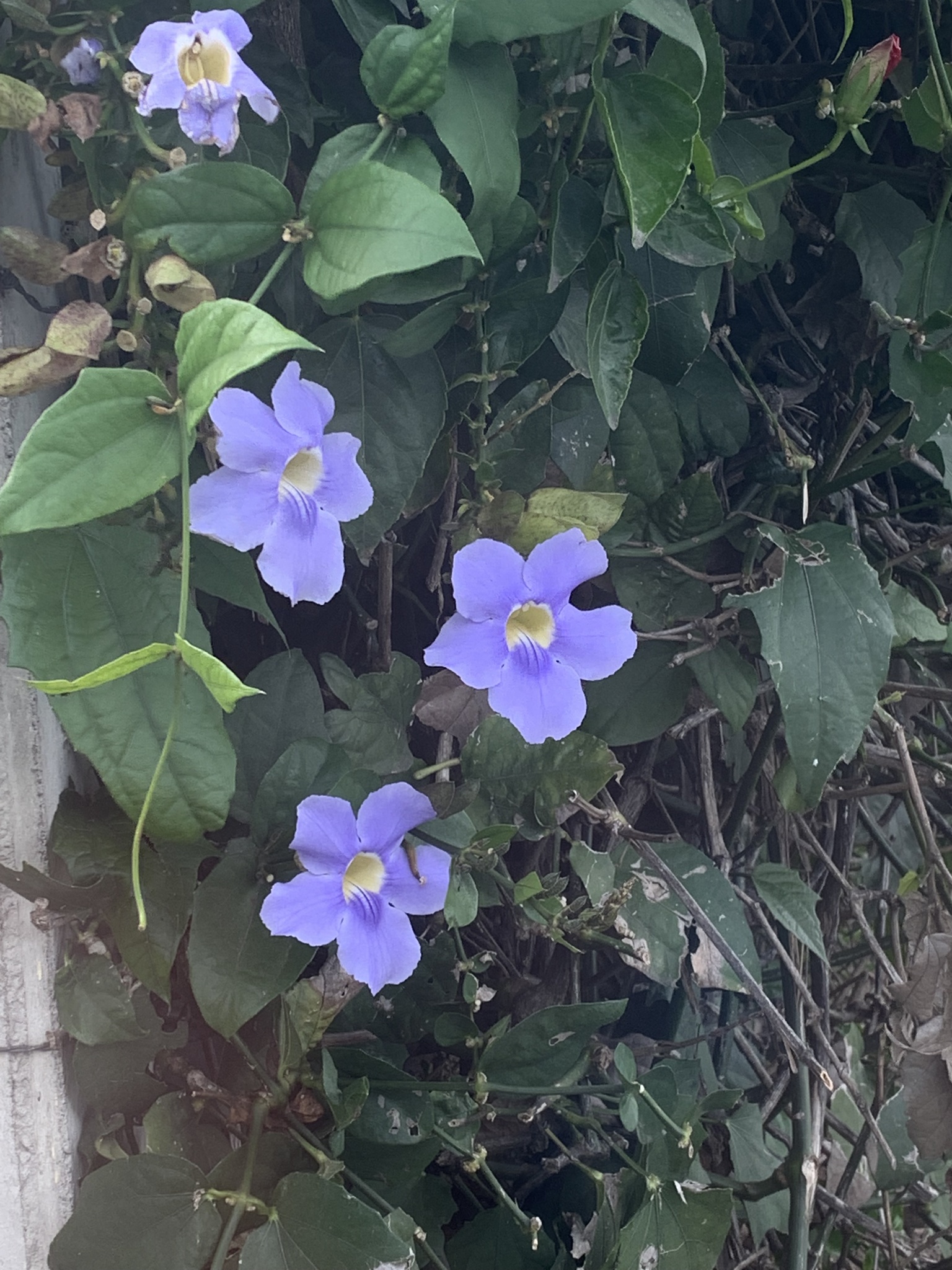 Thunbergia laurifolia image