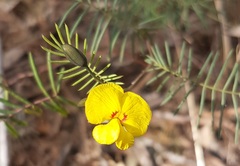 Gompholobium pinnatum