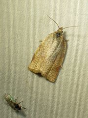 Aphelia alleniana