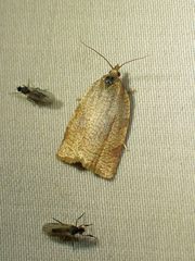 Aphelia alleniana