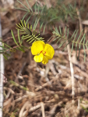 Gompholobium pinnatum