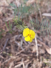 Gompholobium pinnatum