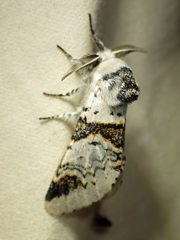 Furcula scolopendrina