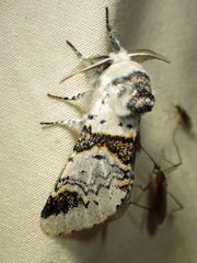 Furcula scolopendrina