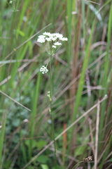 Lichtensteinia interrupta
