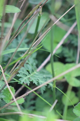 Lichtensteinia interrupta