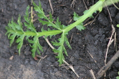 Lichtensteinia interrupta