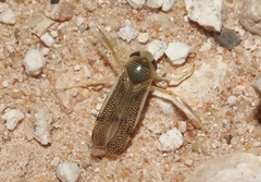 Trichocorixa