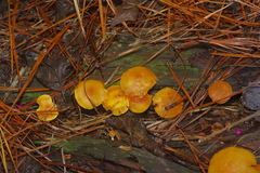 Gymnopilus thiersii