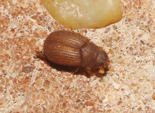 Canada Enigmatic Scarab Beetle