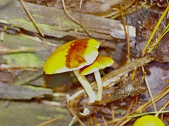 Gymnopilus thiersii