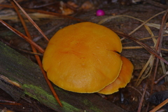 Gymnopilus thiersii