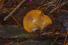 Gymnopilus thiersii
