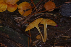 Gymnopilus thiersii
