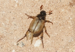 Anomala suavis