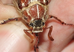 Polyphylla mescalerensis