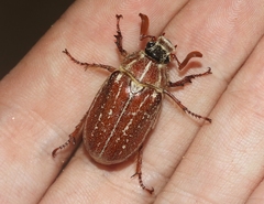 Polyphylla mescalerensis