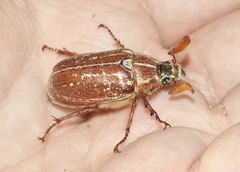 Polyphylla mescalerensis