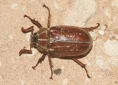 Polyphylla mescalerensis