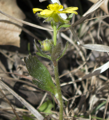 Ranunculus rhomboideus