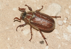 Polyphylla mescalerensis
