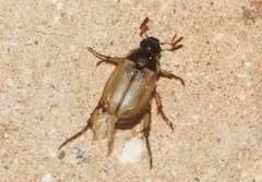 Anomala suavis