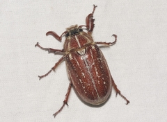 Polyphylla mescalerensis