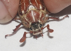 Polyphylla mescalerensis