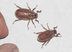 Polyphylla mescalerensis