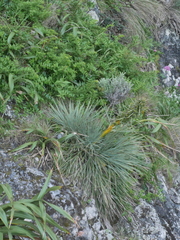 Aciphylla squarrosa squarrosa