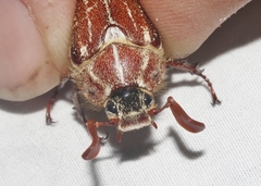 Polyphylla mescalerensis