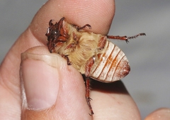 Polyphylla mescalerensis