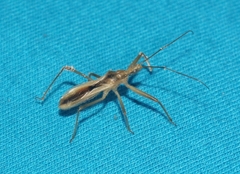 Fitchia aptera