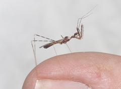 Stenolemoides arizonensis