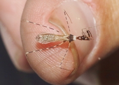 Stenolemoides arizonensis