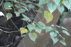 Ficus prolixa