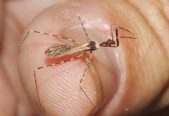 Stenolemoides arizonensis