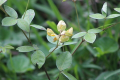 Argyrolobium tomentosum