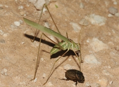 Arethaea mescalero