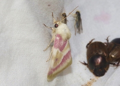 Schinia regina