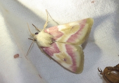 Schinia regina