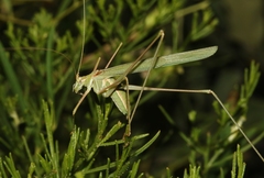 Arethaea mescalero