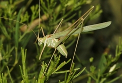 Arethaea mescalero