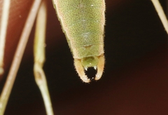 Arethaea mescalero