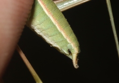 Arethaea mescalero